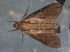 Cocytius lucifer
