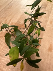 Lonicera sempervirens