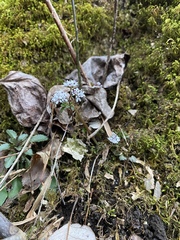 Erigenia bulbosa