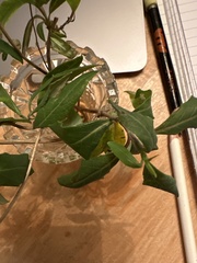 Lonicera sempervirens