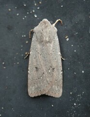 Agrotis vetusta