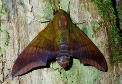 Oryba achemenides