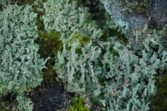Cladonia parasitica