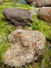 Austrocochlea constricta