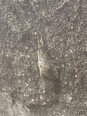 Evergestis rimosalis