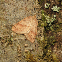 Thallophaga hyperborea