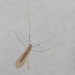 Erioptera