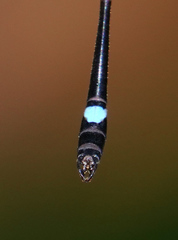 Telosticta fugispinosa