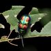 紅紋麗螢金花蟲 - Photo 由 Valentina L. 所上傳的 (c) Valentina L.，保留部份權利CC BY-NC