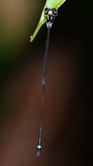 Telosticta fugispinosa