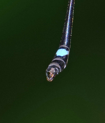 Telosticta fugispinosa