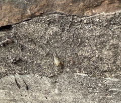 Evergestis rimosalis
