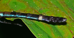 Macromia