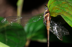 Macromia