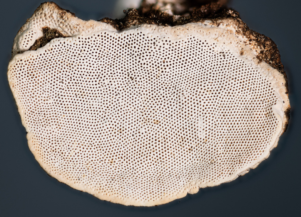 Perenniporia ohiensis