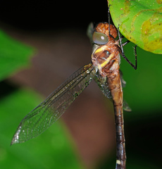 Macromia