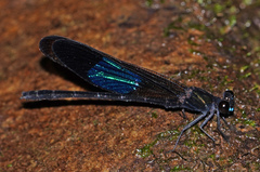 Euphaea subcostalis