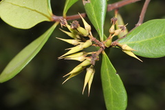 Aegiceras corniculatum