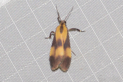 Lycomorphodes flavipars