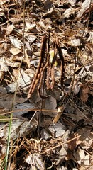 Woodwardia areolata