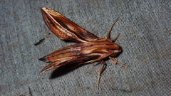 Xylophanes thyelia