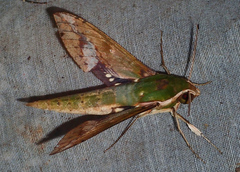 Xylophanes chiron
