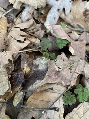 Erigenia bulbosa
