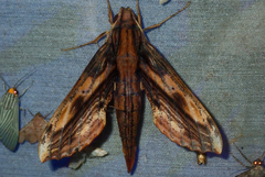 Xylophanes guianensis