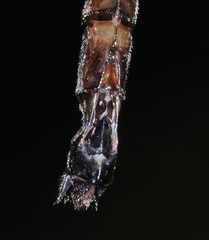 Macromia