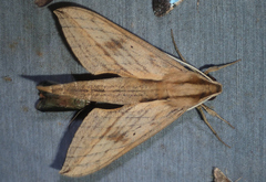 Xylophanes anubus
