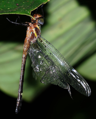 Macromia