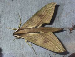 Xylophanes anubus