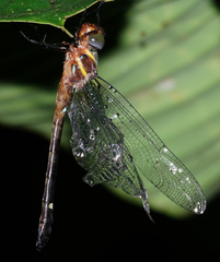 Macromia