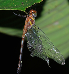 Macromia