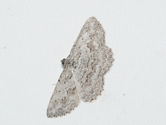 Psilosticha absorpta
