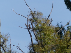 Accipiter cirrocephalus