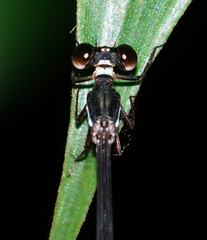 Drepanosticta rufostigma