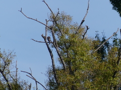 Accipiter cirrocephalus