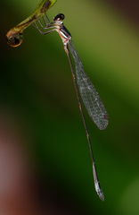 Drepanosticta rufostigma