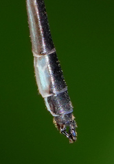 Drepanosticta rufostigma