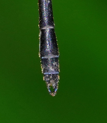 Drepanosticta rufostigma