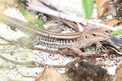 Pholidoscelis exsul