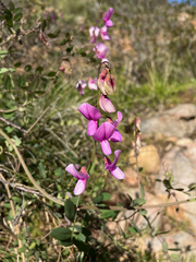 Lathyrus vestitus alefeldii