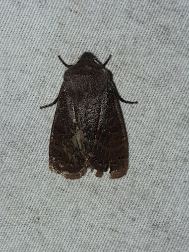 Goat Sallow (Homoglaea hircina)