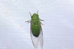 Dundubia