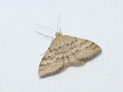Scopula rubraria