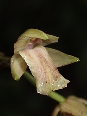 Scaphyglottis