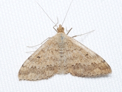 Scopula rubraria