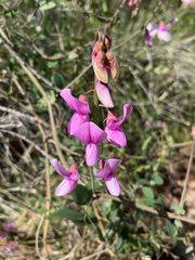 Lathyrus vestitus alefeldii