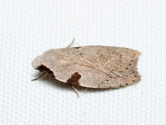 Zonopetala quadripustulella